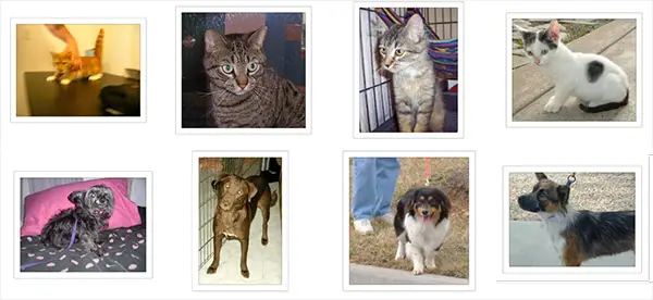 Cats and Dogs Dataset