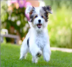 Learn to Flip Image in OpenCV Python Horizontally and Vertically using ...