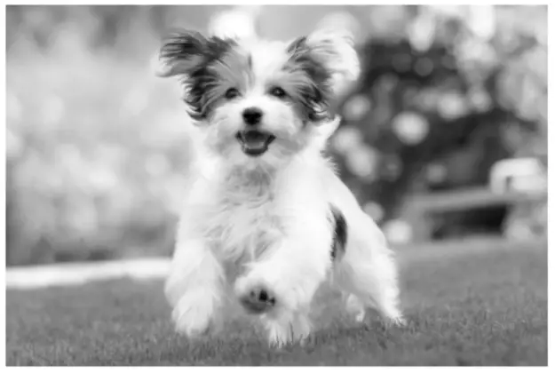 8 Ways to Convert Image to Grayscale in Python using Skimage, Pillow ...